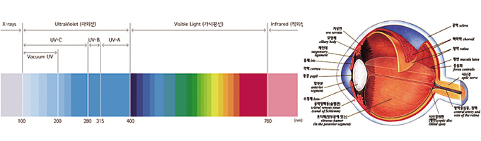 자외선에 장시간 노출되면 수정체는 물론 망막에도 영향을 준다