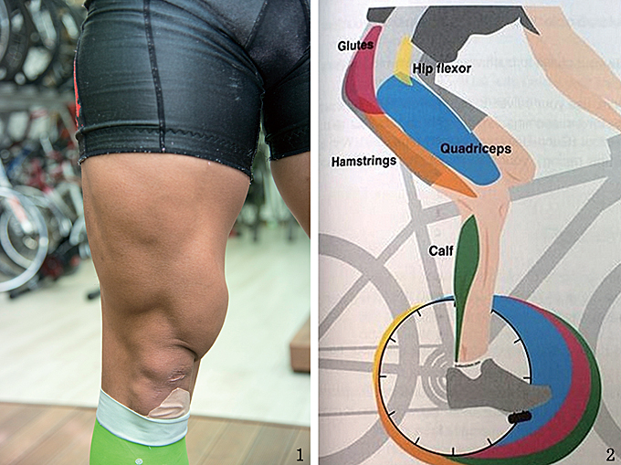 
	1 페달을 끌어 올릴 때는 허벅지의 앞쪽 근육을 사용한다 2 자전거를 탈 때 이용되는 근육은 매우 많다

