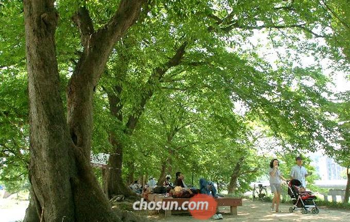 담양 관방제림 구간 / 조선일보DB