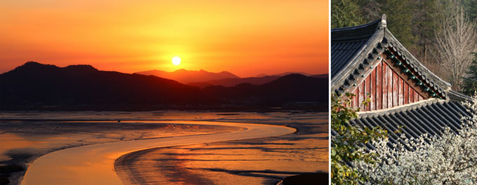 (왼쪽부터) 용산전망대에서 바라본 순천만의 S라인과 낙조 / 절집을 가득 채워 매혹하는 금둔사 매화