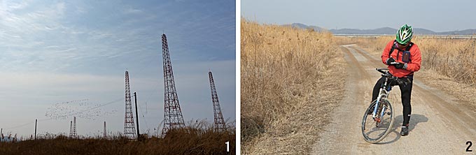 1 벌판 한가운데 서 있는 군부대 전파탑 위로 겨울철새의 군무가 요란하다. 2 용수교 부근 갈대숲길. 떠오르는 단상들은 그 때 그 때 적어둬야 한다.