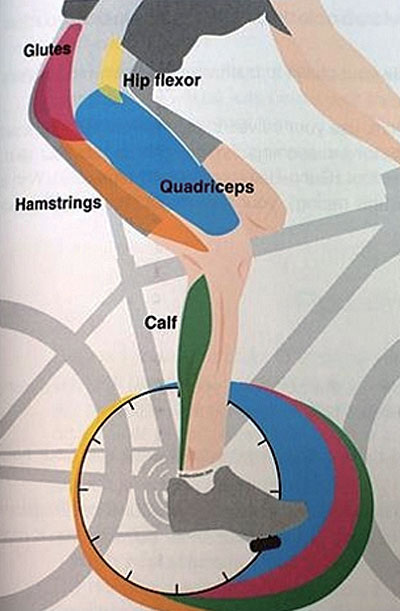 
	자전거를 탈 때 이용되는 근육들
