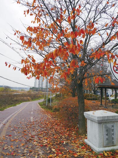 만추의 느낌이 물씬한 공릉천 자전거길