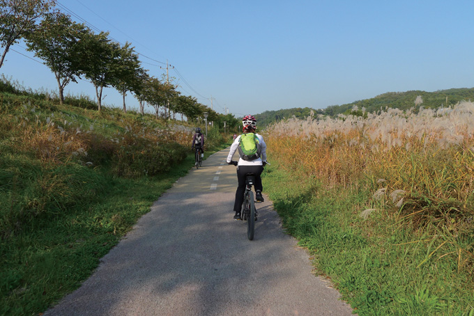 용인시내를 벗어나 북쪽으로 달리는 경안천 자전거길. 갈대가 활짝 피었다(포곡면 유윤리)