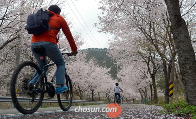 
	라이딩 계절 봄, 자전거 절도 사건이 늘고 있어 문제가 되고 있다.

