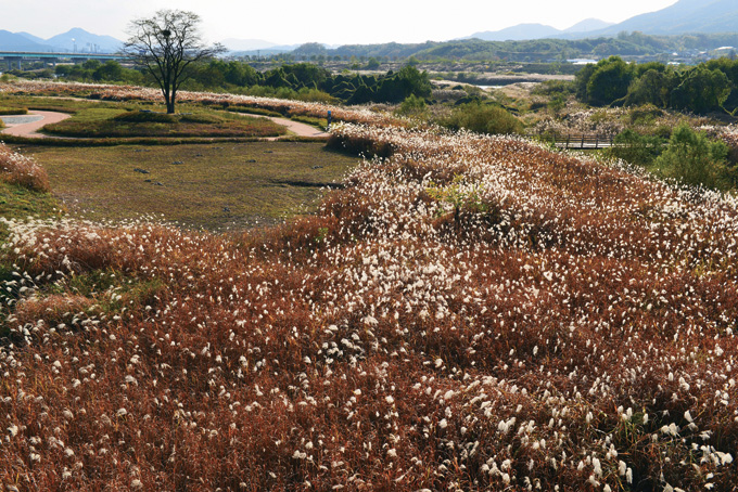 문막의 섬강 변에 흐드러지게 핀 갈꽃