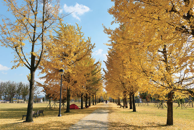 강천섬의 은행나무 길