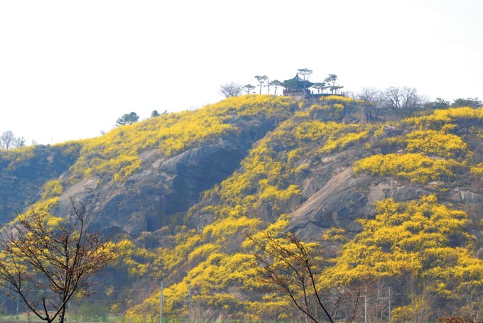 작은 매봉은 꼭대기 정자가 화룡점정이다. 봄날 개나리가 만개하면 암벽은 노랑잔치가 벌어진다.(조용연 자료사진, 서울 성동)