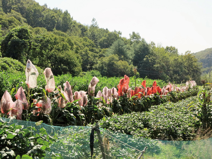 충청도 청양 땅 청남면 쪽으로 금강을 따라 가다 만난 산모롱이서 복면을 뒤집어 쓴 수수 떼를 만났다. 딱 손주놈 돌잔치 해줄 만큼만 심어 자랐다. 다 큰 자식을 새들이 쪼아 먹을까봐 양파자루를 주인은 씌워놓았다. 액을 막는 수수, 핏빛 대궁으로 서있는 강골의 무사(武士)도 가을이 깊으니 고개 숙이지 않을 도리가 있는가.