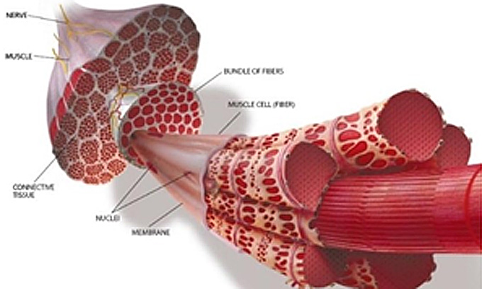 
	그림7. 근육의 최소단위는 근원섬유-근원섬유는 근섬유를 이루는 다발이다.

