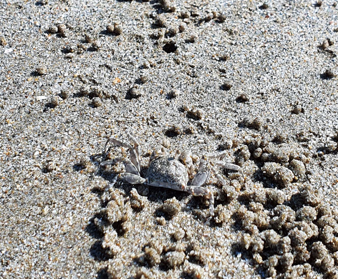 
	물이 빠진 춘장대 모래갯벌에는 손톱보다 작은 엽낭게들이 바쁘게 움직인다. 열심히 모래를 먹고 팰릿을 뱉어내 작은 모래공들이 쌓여간다.
