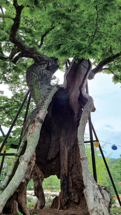 
	수령 1300년을 헤아린다는 용궁사 은행나무. 속이 비었는데도 이파리는 무성하기만 하다. 나무에 가까이 다가서면 신비로운 느낌을 받는다.

